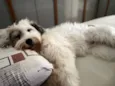 Maya