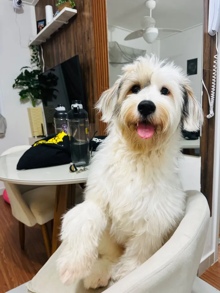 Cachorro raça SRD-ViraLata idade 1 ano nome Maya 