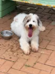 Maya 
