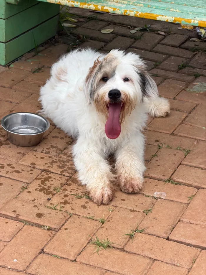 Cachorro raça SRD-ViraLata idade 1 ano nome Maya 
