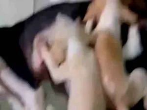 Cachorro raça SRD-ViraLata idade Abaixo de 2 meses nome sem nomes 