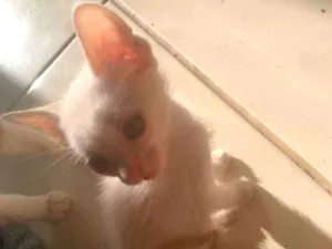 Gato raça SRD-ViraLata idade Abaixo de 2 meses nome Seu gosto