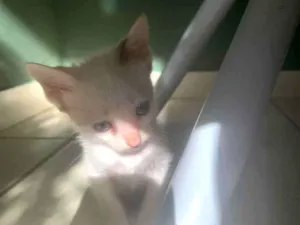 Gato raça SRD-ViraLata idade Abaixo de 2 meses nome Sua escolha 