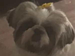 Cachorro raça Shitzu idade 6 ou mais anos nome Luna