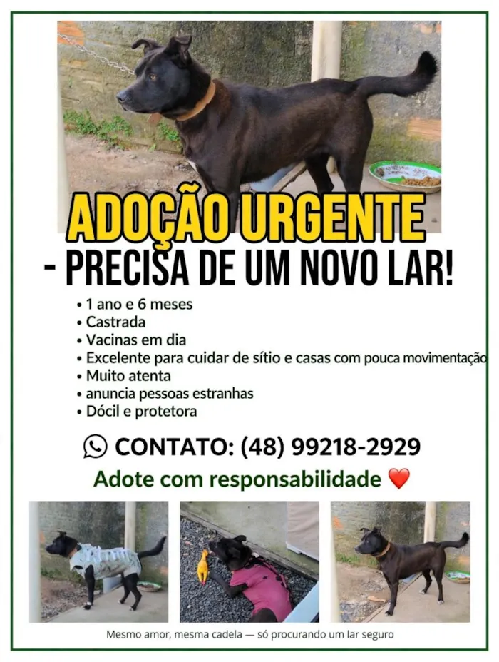 Cachorro raça SRD-ViraLata idade 1 ano nome Flora