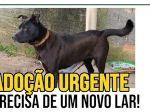 Cachorro raça SRD-ViraLata idade 1 ano nome Flora