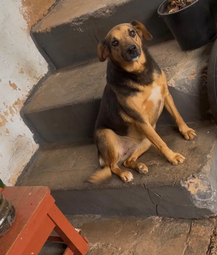 Cachorro raça SRD-ViraLata idade 6 ou mais anos nome Cristal 