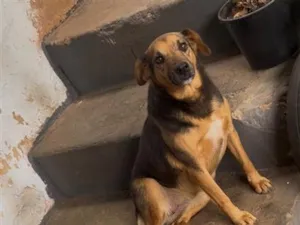 Cachorro raça SRD-ViraLata idade 6 ou mais anos nome Cristal 