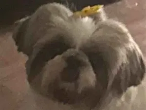 Cachorro raça Shitzu idade 6 ou mais anos nome Luna