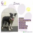 Zeus