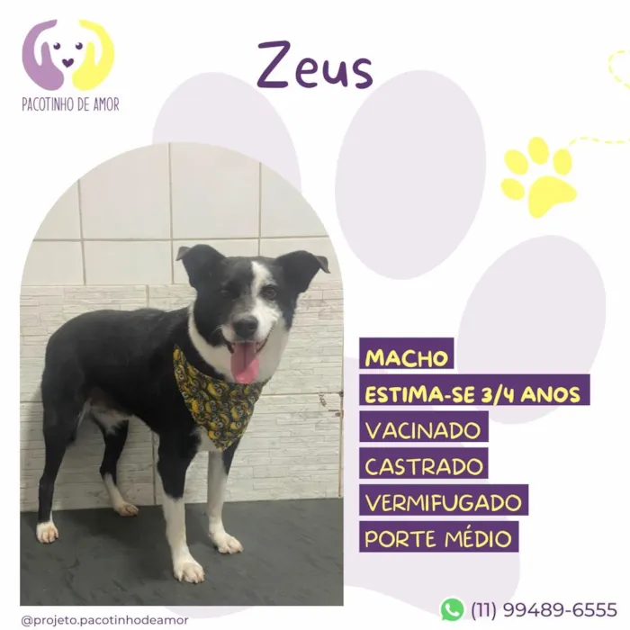 Cachorro raça SRD-ViraLata idade 3 anos nome Zeus