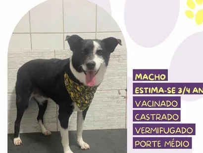 Cachorro raça SRD-ViraLata idade 3 anos nome Zeus