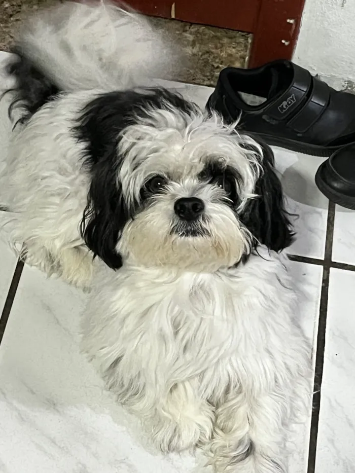 Cachorro raça Shitzu idade 3 anos nome Marshall