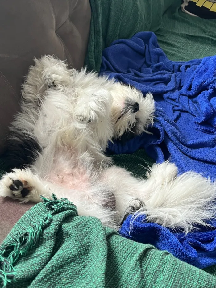 Cachorro raça Shitzu idade 3 anos nome Marshall