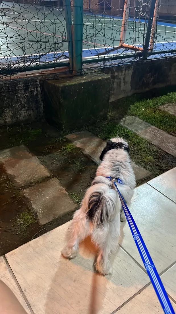 Cachorro raça Shitzu idade 3 anos nome Marshall