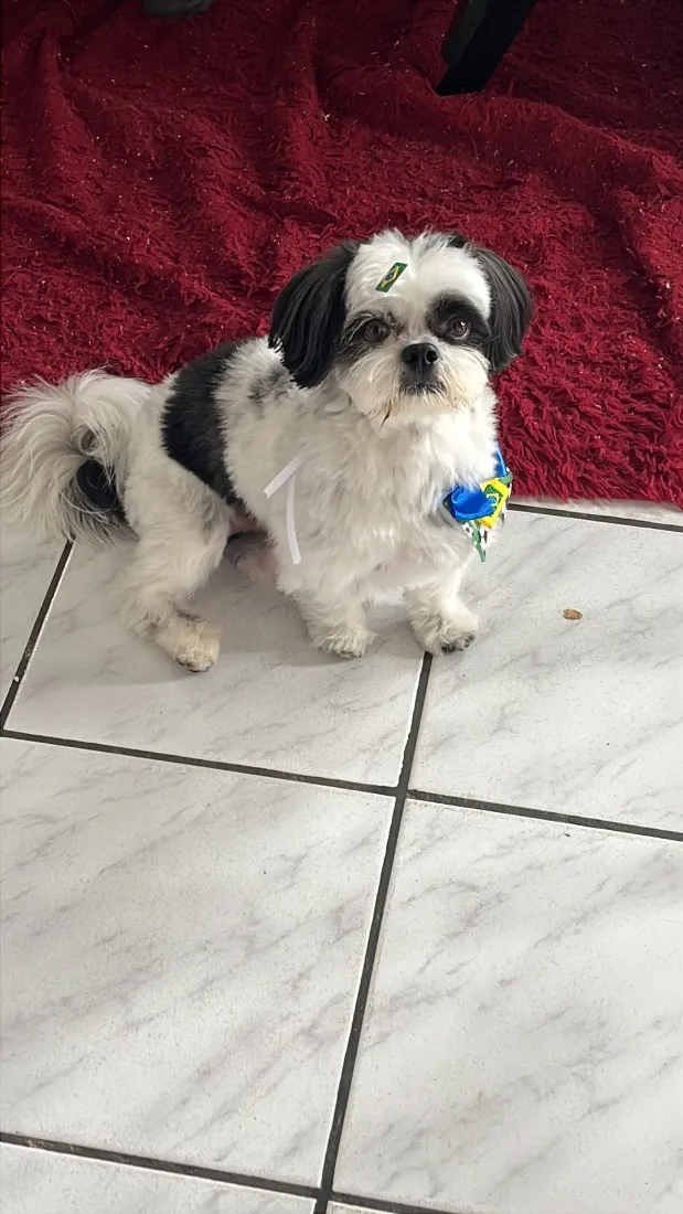 Cachorro raça Shitzu idade 3 anos nome Marshall