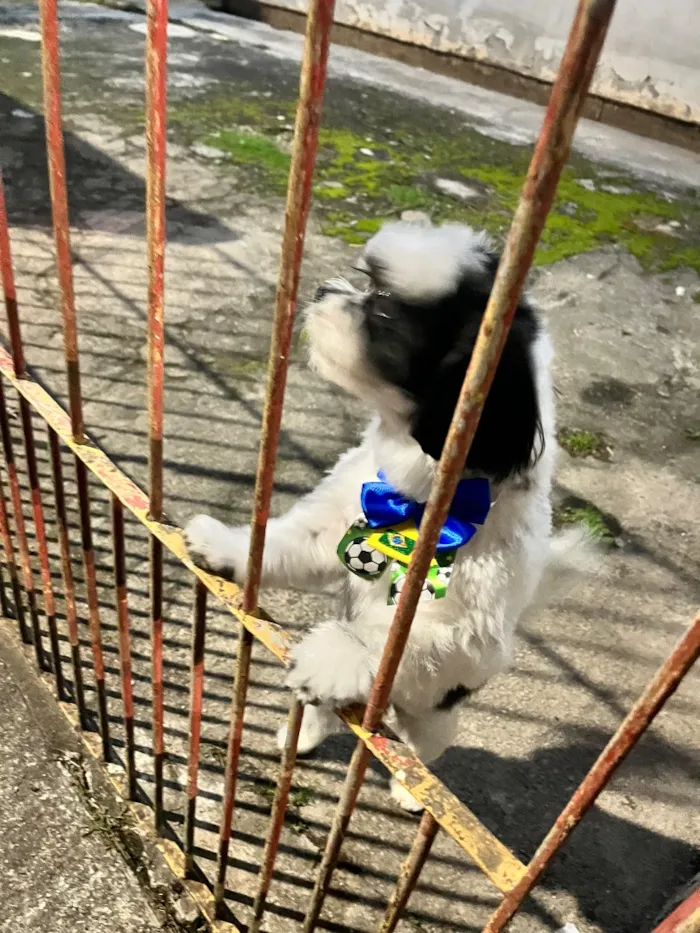 Cachorro raça Shitzu idade 3 anos nome Marshall