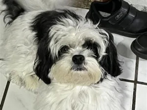 Cachorro raça Shitzu idade 3 anos nome Marshall