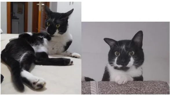 Gato raça SRD-ViraLata idade 5 anos nome Nick