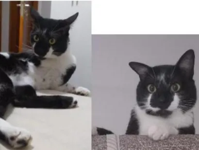 Gato raça SRD-ViraLata idade 5 anos nome Nick