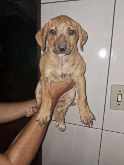 Cachorro raça SRD-ViraLata idade 2 a 6 meses nome WILLIAN F SILVA