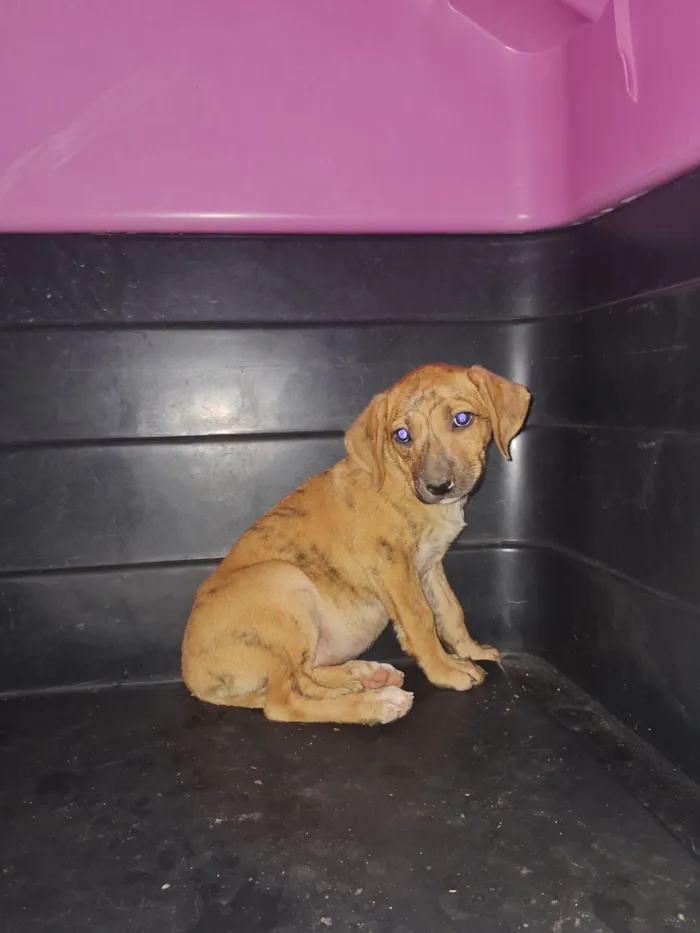 Cachorro raça SRD-ViraLata idade 2 a 6 meses nome WILLIAN F SILVA
