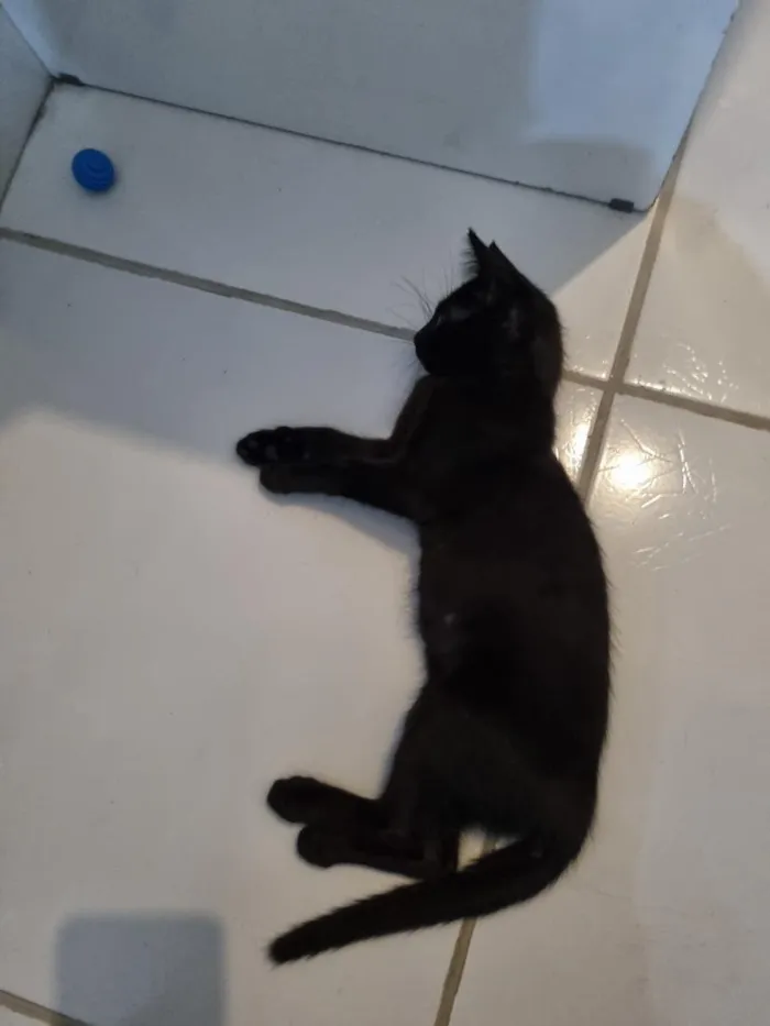 Gato raça SRD-ViraLata idade 2 a 6 meses nome Luna 