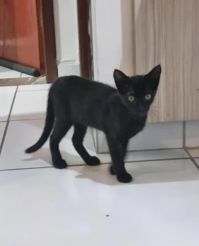 Gato raça SRD-ViraLata idade 2 a 6 meses nome Luna 