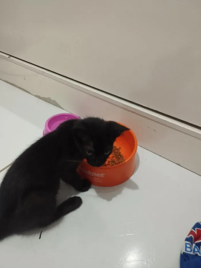 Gato raça SRD-ViraLata idade 2 a 6 meses nome Luna 