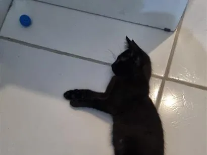 Gato raça SRD-ViraLata idade 2 a 6 meses nome Luna 