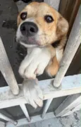 Lua