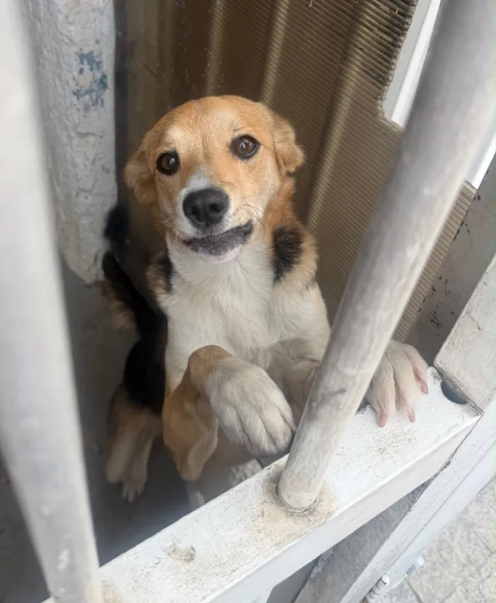 Cachorro raça SRD-ViraLata idade 1 ano nome Lua