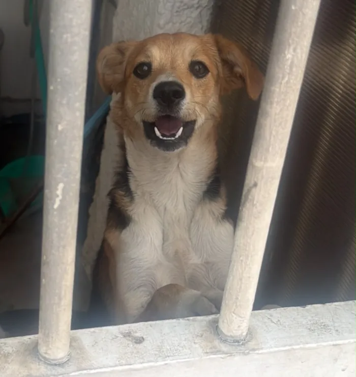 Cachorro raça SRD-ViraLata idade 1 ano nome Lua