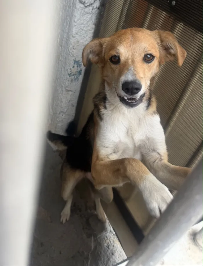 Cachorro raça SRD-ViraLata idade 1 ano nome Lua
