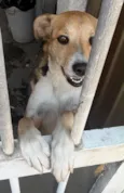 Lua