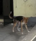 Lua