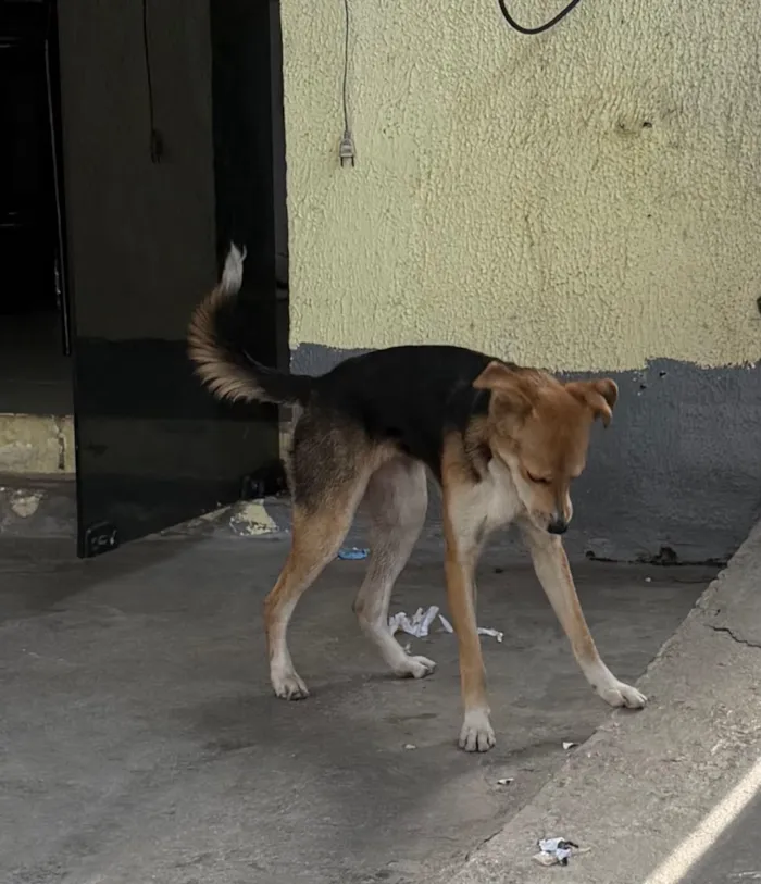 Cachorro raça SRD-ViraLata idade 1 ano nome Lua