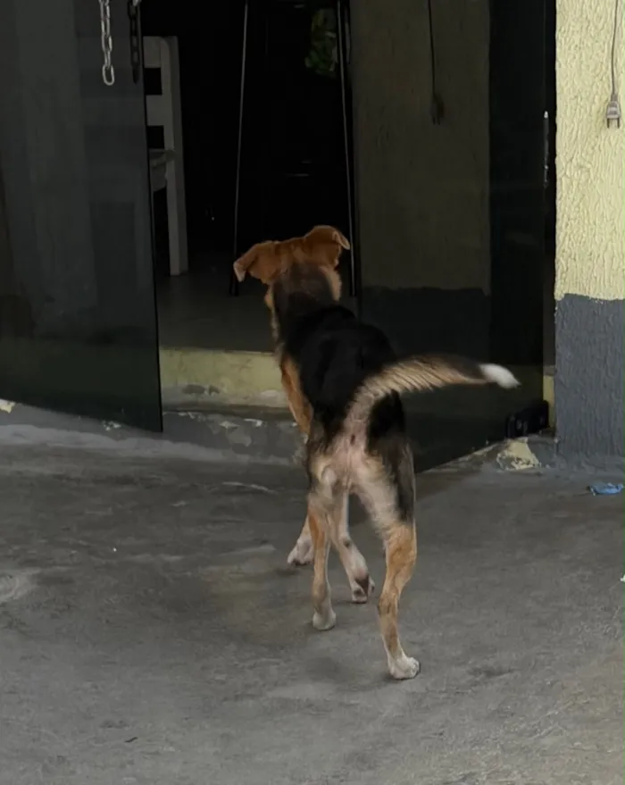 Cachorro raça SRD-ViraLata idade 1 ano nome Lua