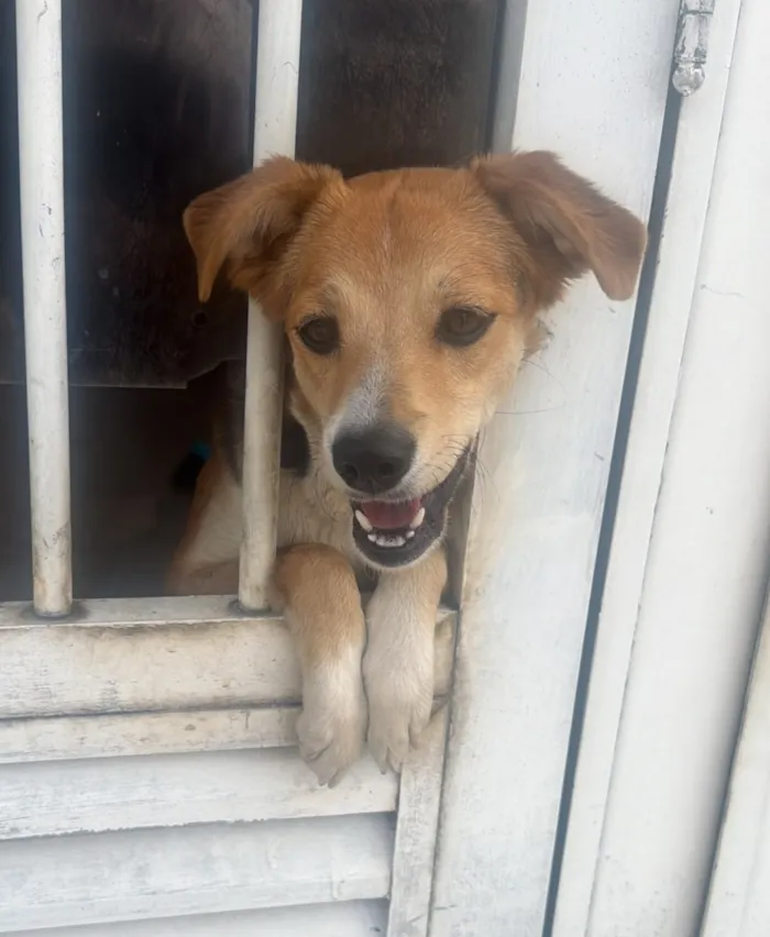 Cachorro raça SRD-ViraLata idade 1 ano nome Lua