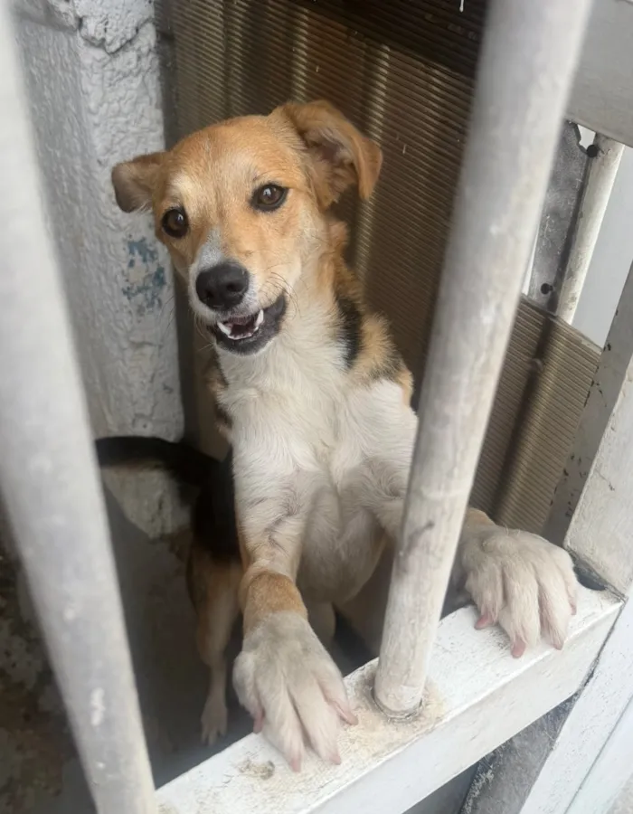 Cachorro raça SRD-ViraLata idade 1 ano nome Lua