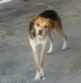 Lua