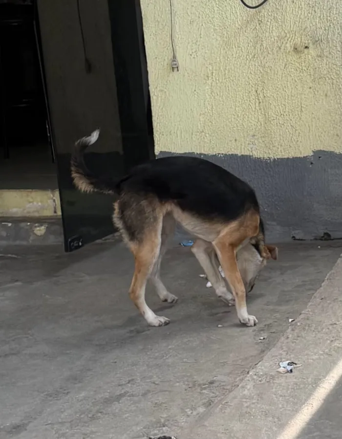 Cachorro raça SRD-ViraLata idade 1 ano nome Lua