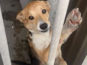 Cachorro raça SRD-ViraLata idade 1 ano nome Lua