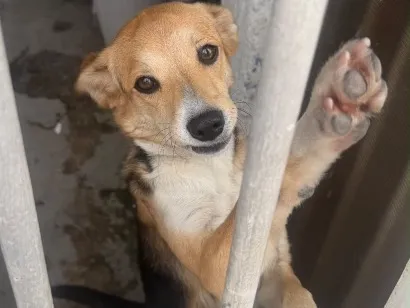 Cachorro raça SRD-ViraLata idade 1 ano nome Lua
