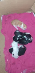 gatos bebezinho