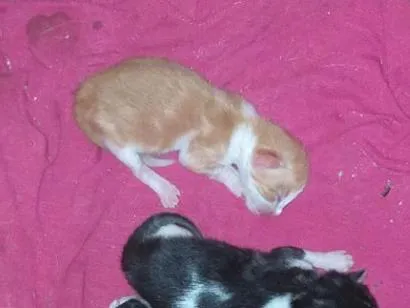 Gato raça SRD-ViraLata idade Abaixo de 2 meses nome gatos bebezinho