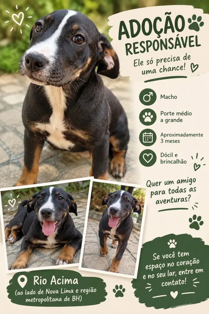 Cachorro raça SRD-ViraLata idade 2 a 6 meses nome Thor
