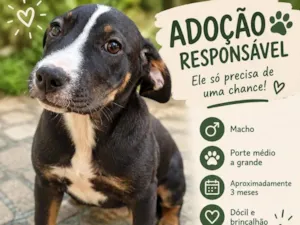 Cachorro raça SRD-ViraLata idade 2 a 6 meses nome Thor