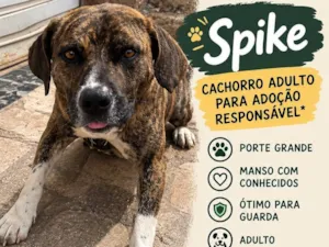 Cachorro raça SRD-ViraLata idade 1 ano nome Spike