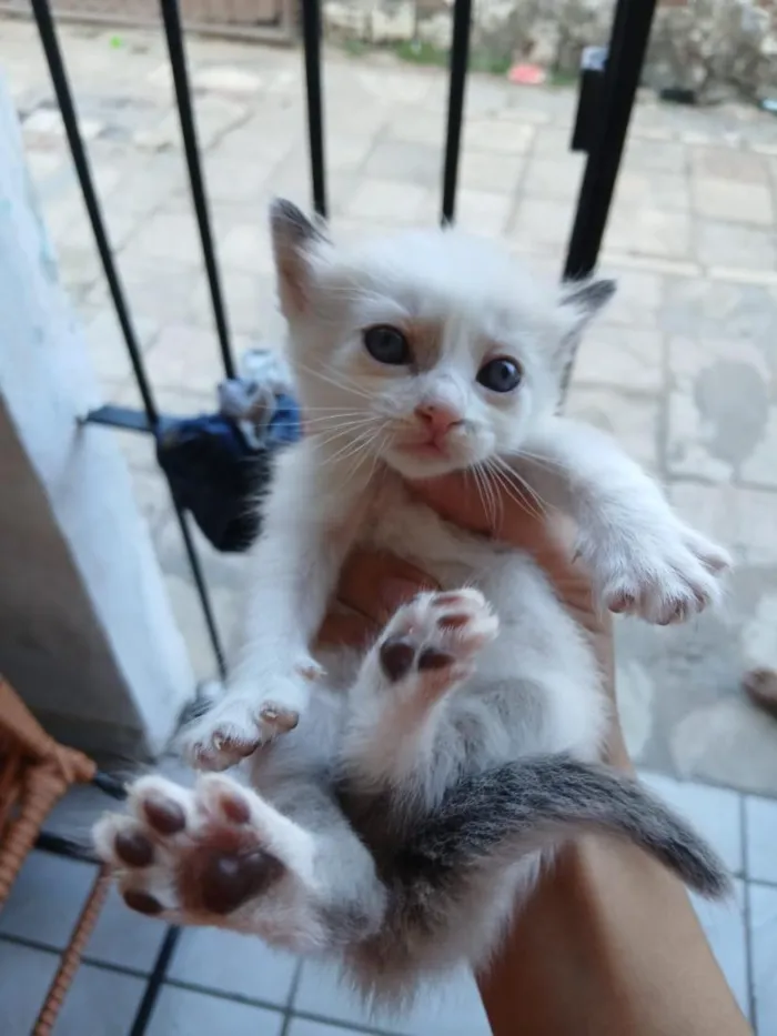 Gato raça SRD-ViraLata idade Abaixo de 2 meses nome estrela 